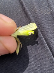 Castilleja hyperborea