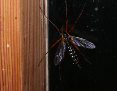 Ctenophora guttata