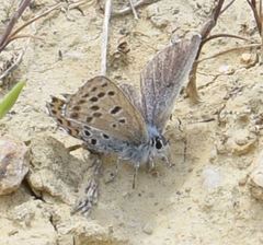 Pseudophilotes baton