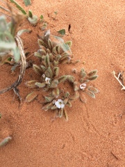 Cryptantha crassisepala crassisepala