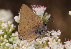 Satyrium auretorum