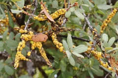 Cerococcus quercus