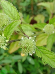 Hyptis capitata