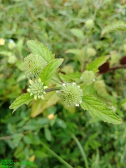 Hyptis capitata