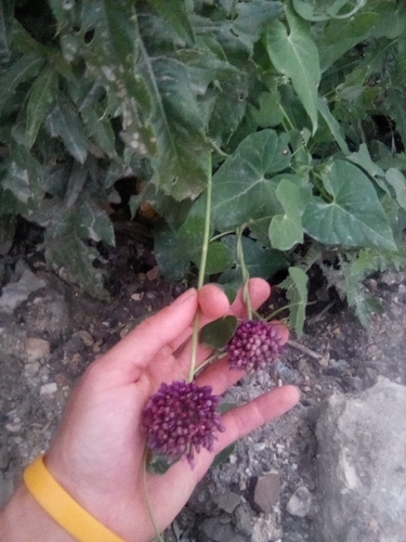 Broadleaf wild leek (Allium atroviolaceum)