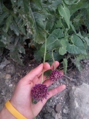Allium atroviolaceum