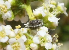 Anisococcus adenostomae