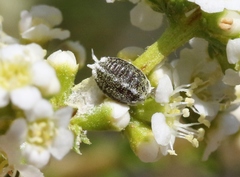 Anisococcus adenostomae