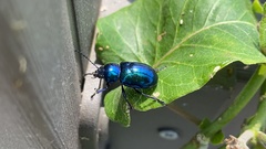Coleoptera