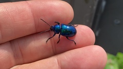 Coleoptera