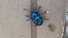 Coleoptera