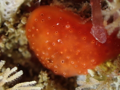 Polysyncraton lacazei