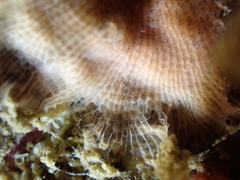 Schizomavella linearis
