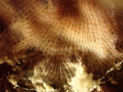 Schizomavella linearis