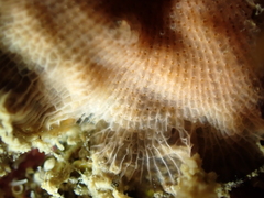 Schizomavella linearis