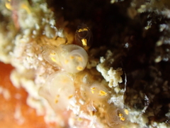 Pycnoclavella aurilucens
