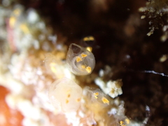 Pycnoclavella aurilucens