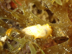 Crimora papillata