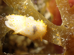 Crimora papillata