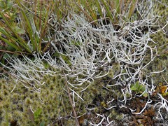 Thamnolia vermicularis vermicularis