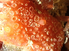 Phorbas fictitius