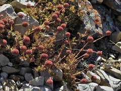 Acaena glabra