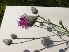Centaurea scabiosa adpressa