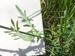 Centaurea scabiosa adpressa