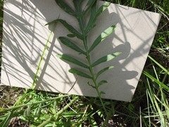 Centaurea scabiosa adpressa