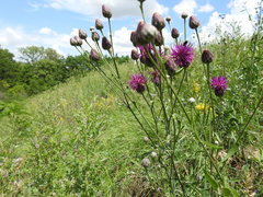 Centaurea scabiosa adpressa