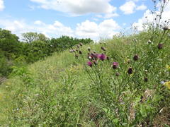 Centaurea scabiosa adpressa