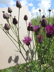 Centaurea scabiosa adpressa