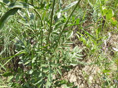 Centaurea scabiosa adpressa