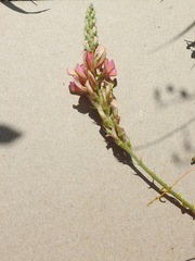 Onobrychis arenaria