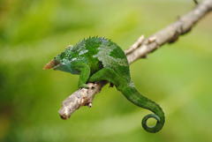 Kinyongia multituberculata