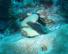 Thalassoma newtoni