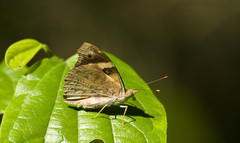 Epiphile orea