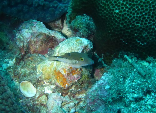 Spotback toby (Canthigaster supramacula) — Tetraodontidae — 5