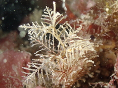 Hydrallmania falcata