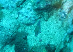 Canthigaster supramacula