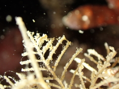 Hydrallmania falcata