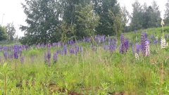 Lupinus polyphyllus