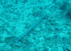 Fistularia tabacaria