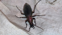 Carabus jankowskii
