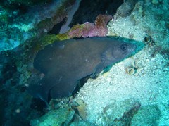 Rypticus saponaceus