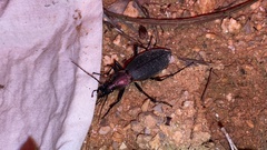 Carabus jankowskii