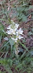 Ornithogalum