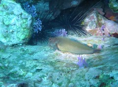 Ophioblennius atlanticus