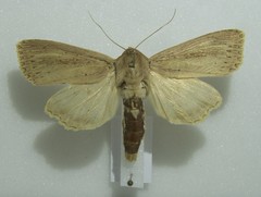 Nonagria typhae