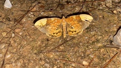 Gandaritis fixseni